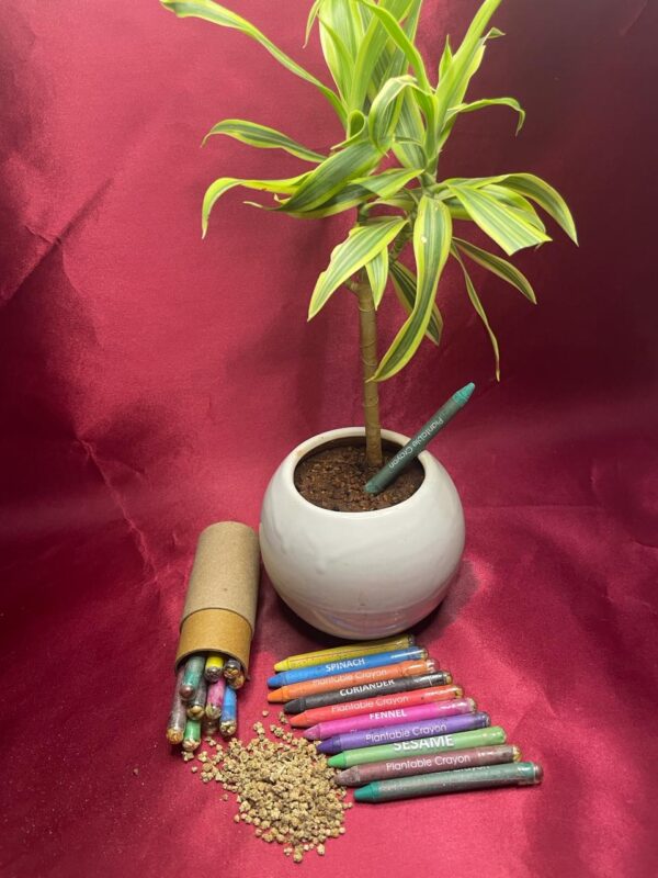 Plantable-Crayon-1